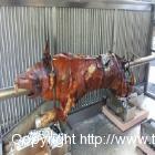 Schwein